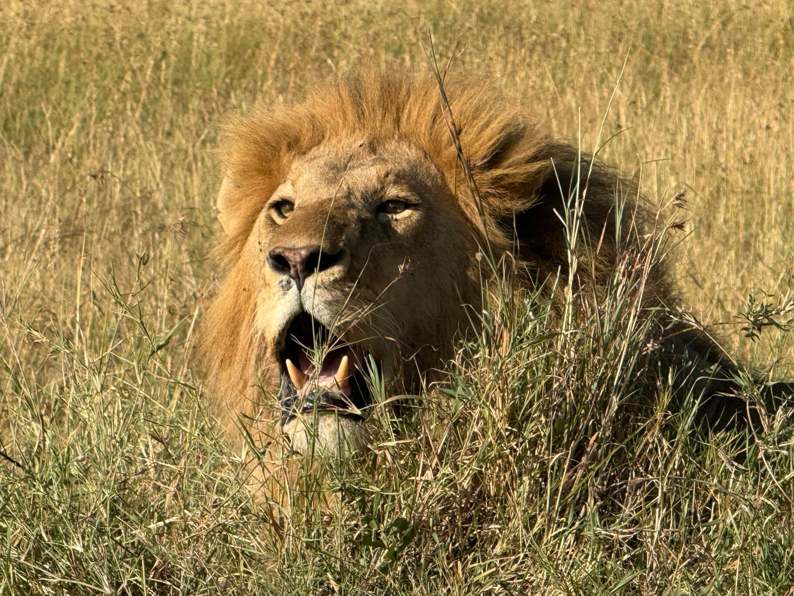 Masai Mara National Reserve