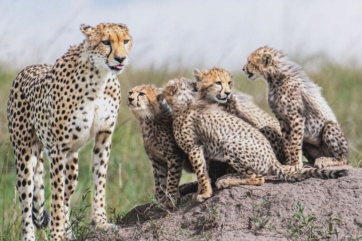 Tarangire National Park