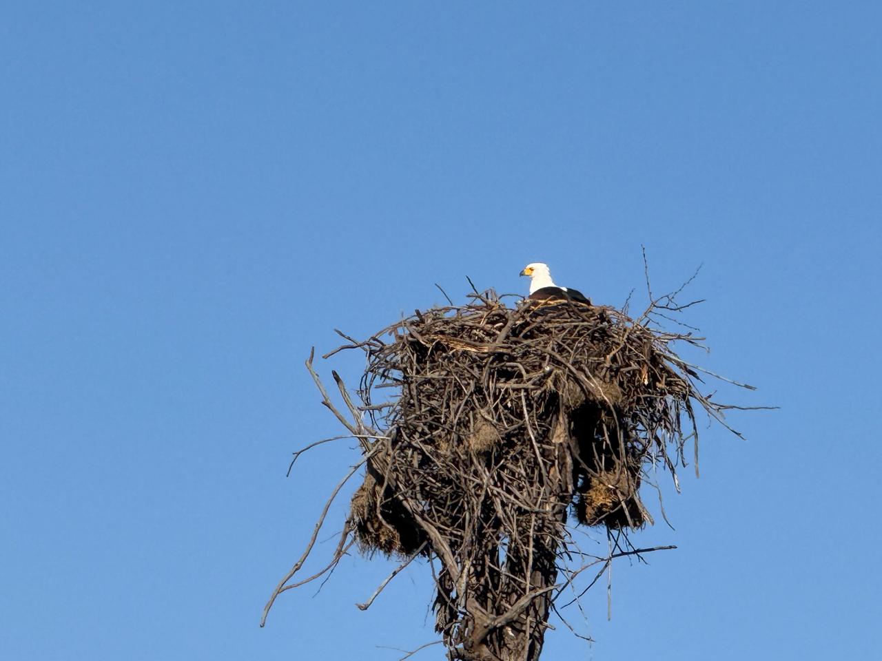 African Fish Eagle