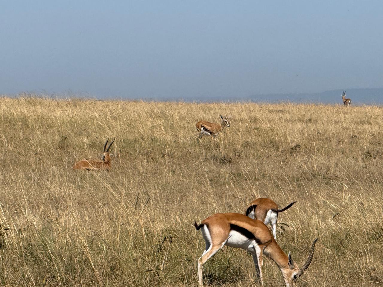 3 Days Amboseli Elephant Safari