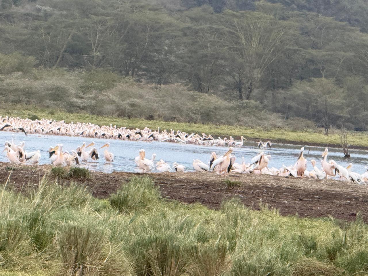5 Days Amboseli, Naivasha & Nakuru Safari