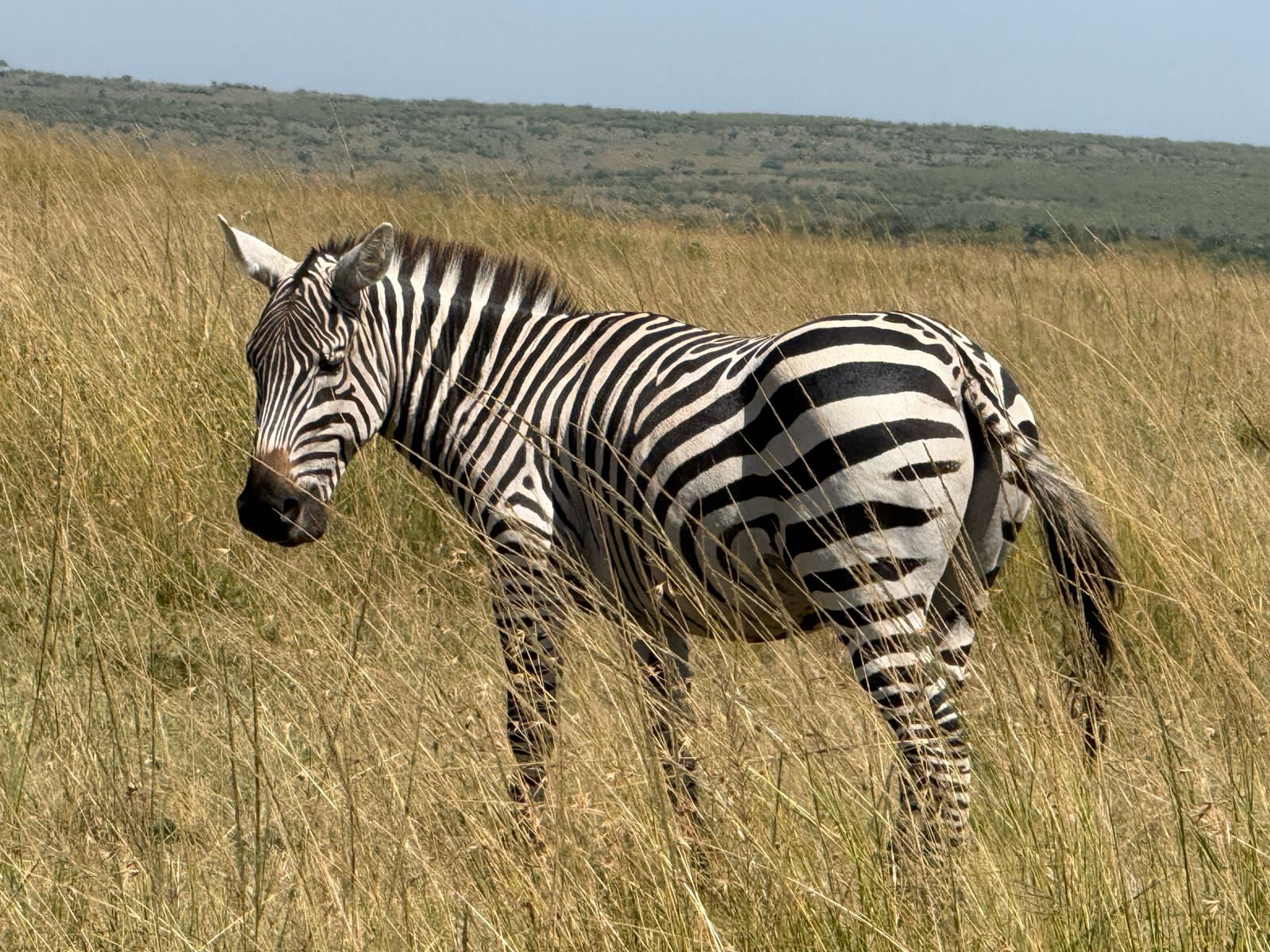 5 Days Kenya Family Safari Adventure