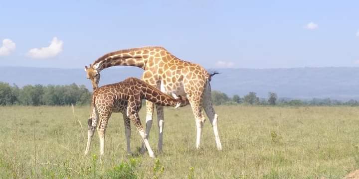 Safari Tours & Packages