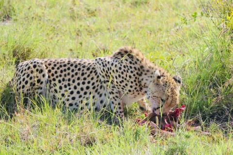 Contact Tsavo Cats Tours