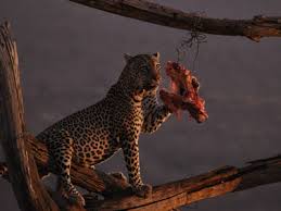 About Tsavo Cats Safaris