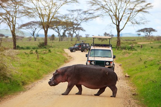 Tsavo Cats Safari Experience