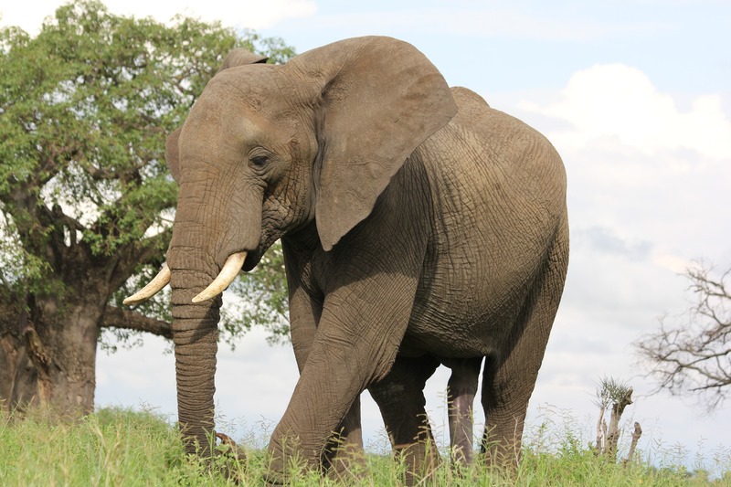 Discover East Africa